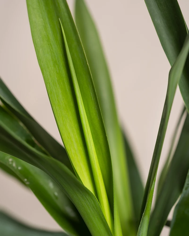 Kleine Yucca