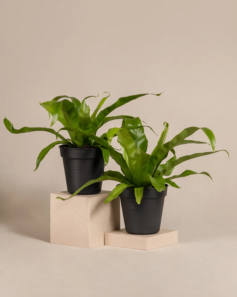 Kleines Nestfarn Duo