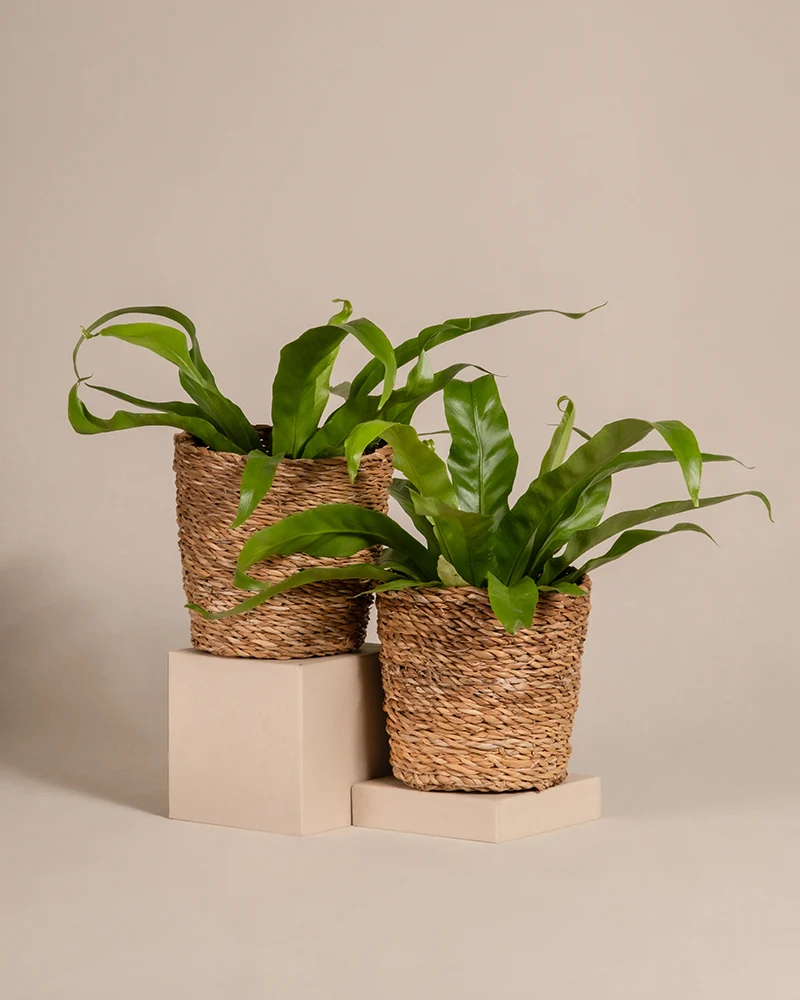Kleines Nestfarn Duo