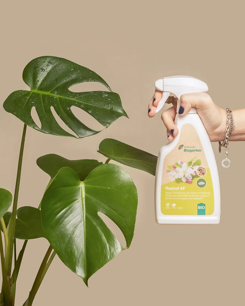 Spray gegen Schädlinge