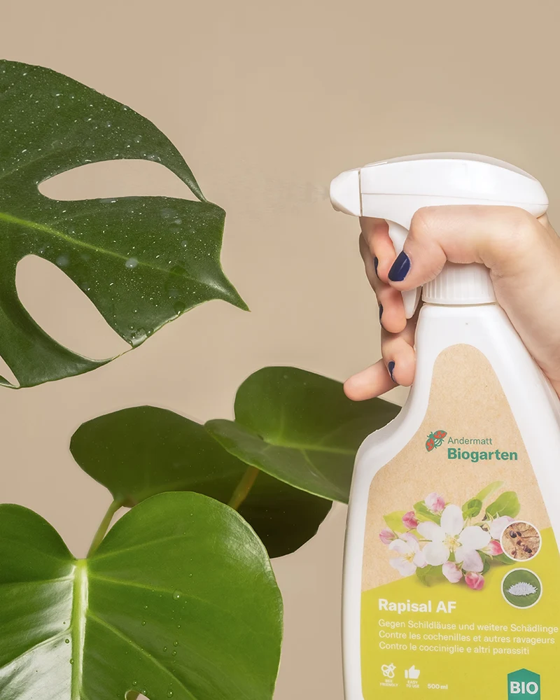 Spray gegen Schädlinge