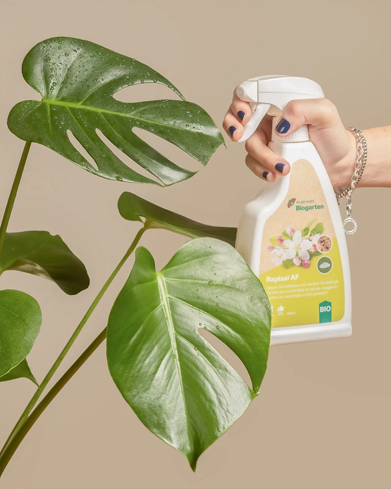 Spray gegen Schädlinge