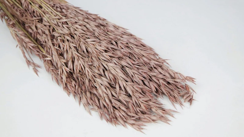 Hafer getrocknet - 1 Bund - Blush