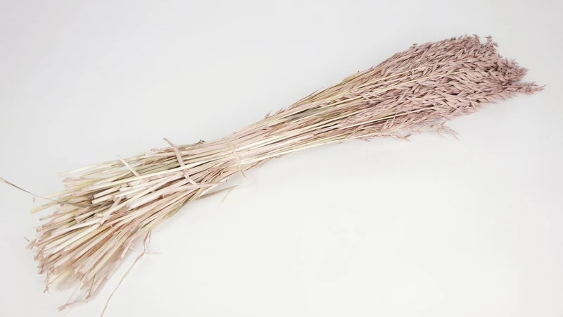 Hafer getrocknet - 1 Bund - Blush
