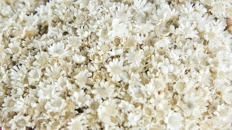 Marcela - 1 Bund - Naturfarbe elfenbein