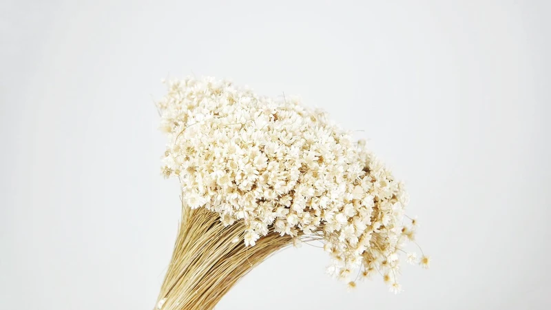 Marcela - 1 Bund - Naturfarbe elfenbein