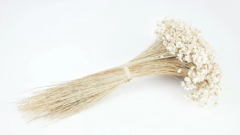 Marcela - 1 Bund - Naturfarbe elfenbein