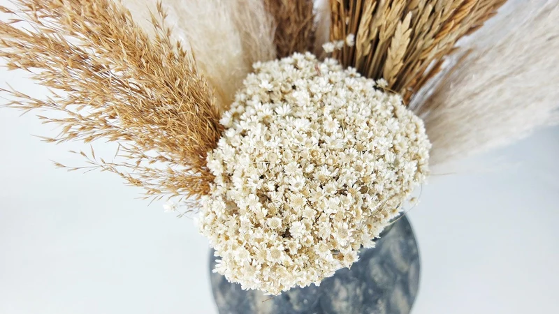 Marcela - 1 Bund - Naturfarbe elfenbein