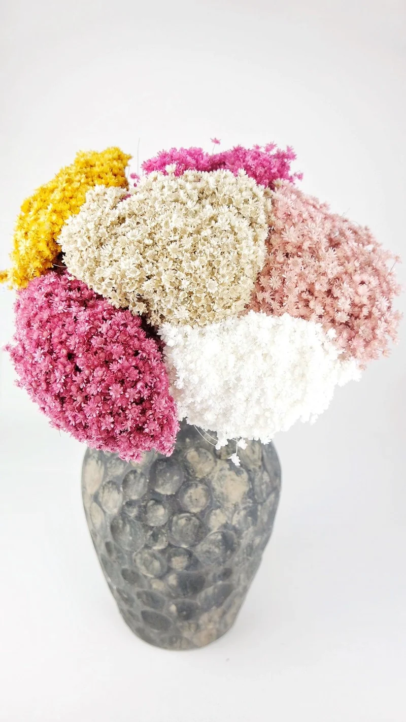Marcela - 1 Bund - Naturfarbe elfenbein