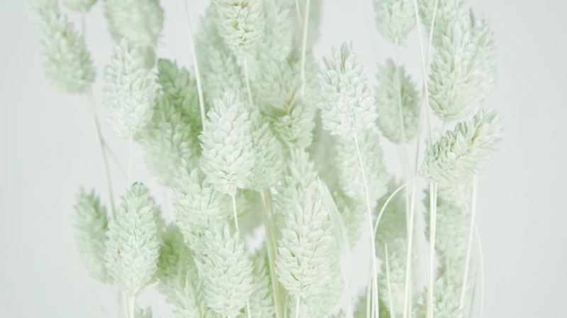 Phalaris getrocknet - 1 Bund - Minze