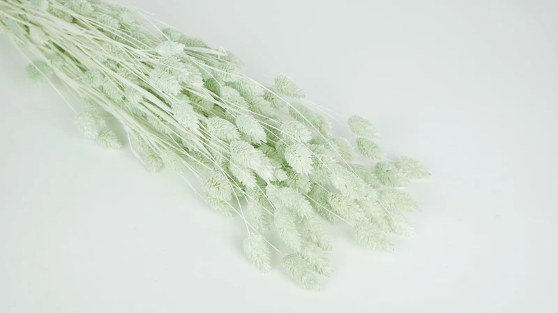 Phalaris getrocknet - 1 Bund - Minze
