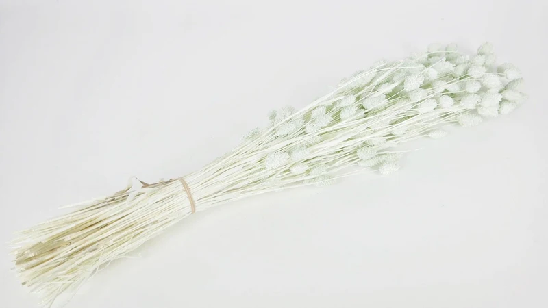 Phalaris getrocknet - 1 Bund - Minze