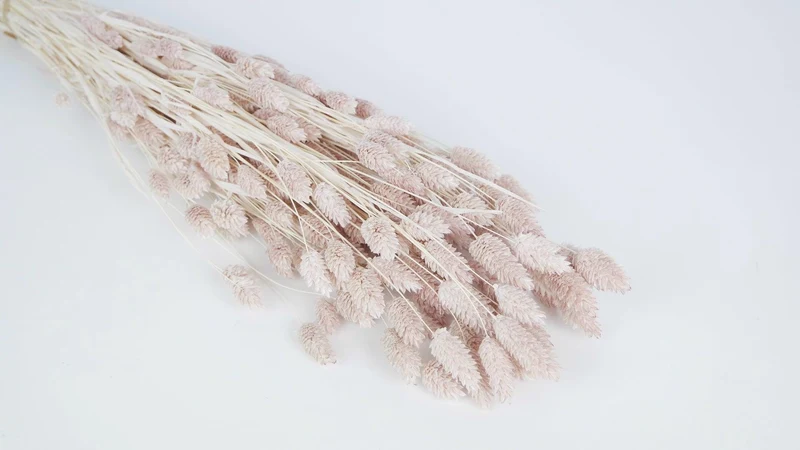 Phalaris getrocknet - 1 Bund - Litschi