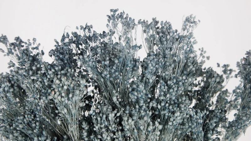 Broom Bloom konserviert - 1 Bund - Blaugrau