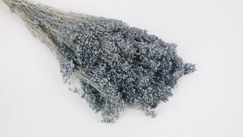 Broom Bloom konserviert - 1 Bund - Blaugrau