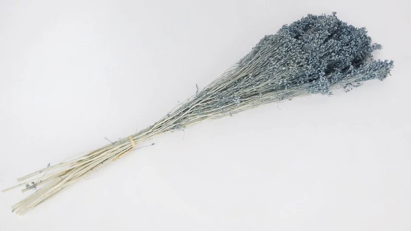 Broom Bloom konserviert - 1 Bund - Blaugrau