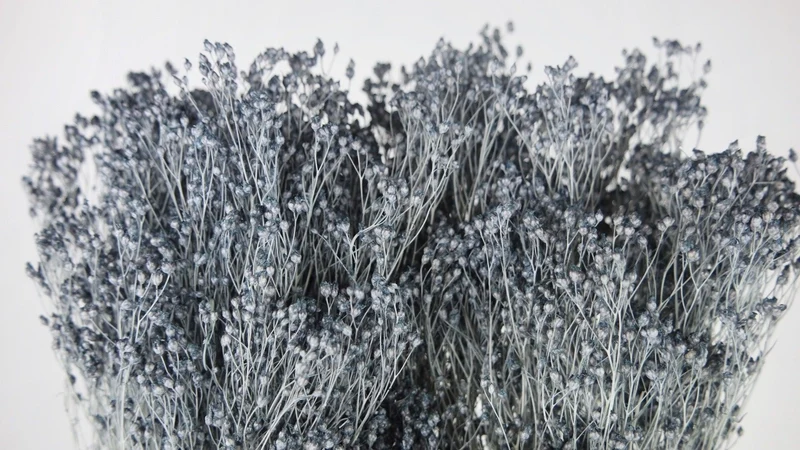 Broom Bloom getrocknet - 1 Bund - Blaugrau
