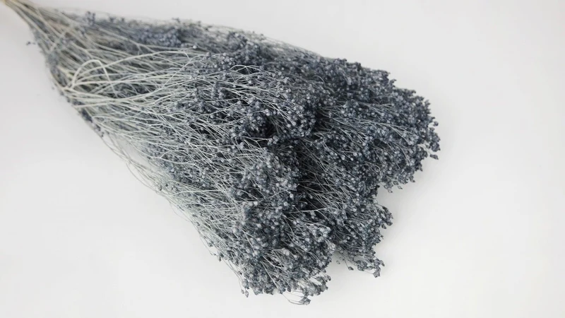 Broom Bloom getrocknet - 1 Bund - Blaugrau