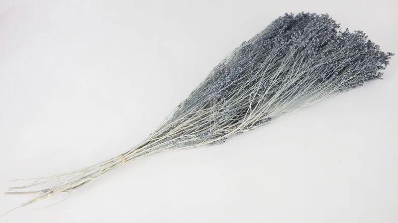 Broom Bloom getrocknet - 1 Bund - Blaugrau