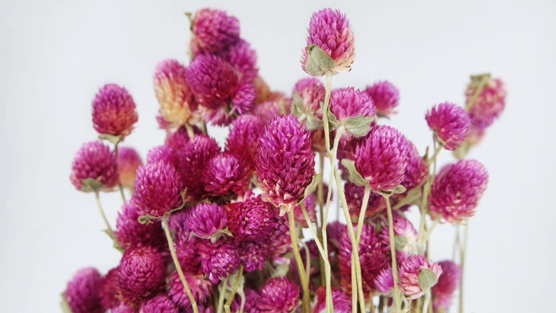 Gomphrena - 1 Bund - Naturfarbe fuchsienrot