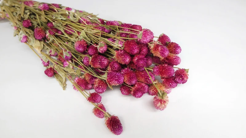 Gomphrena - 1 Bund - Naturfarbe fuchsienrot