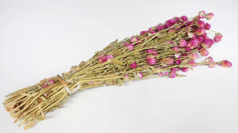 Gomphrena - 1 Bund - Naturfarbe fuchsienrot