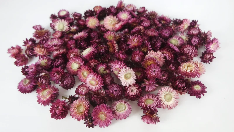 Strohblumen Köpfe - 200 g - Naturfarbe Lila