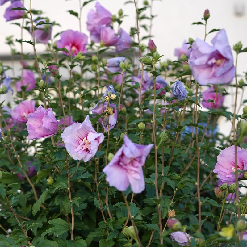 Hibiscus syriacus Lavendor Chiffon® - Terrassen Pflanze - Laubabwerfend - Winterhart - Lila Blüte - Topf 19cm Höhe 90cm