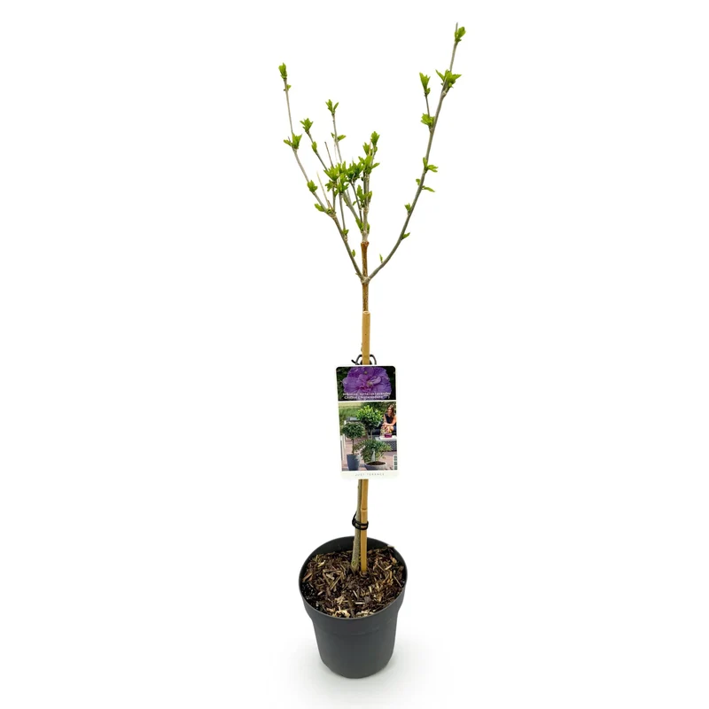 Hibiscus syriacus Lavendor Chiffon® - Terrassen Pflanze - Laubabwerfend - Winterhart - Lila Blüte - Topf 19cm Höhe 90cm