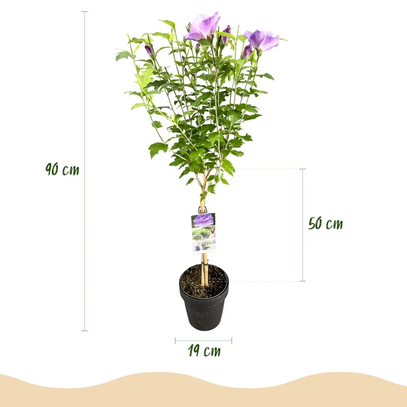 Hibiscus syriacus Lavendor Chiffon® - Terrassen Pflanze - Laubabwerfend - Winterhart - Lila Blüte - Topf 19cm Höhe 90cm