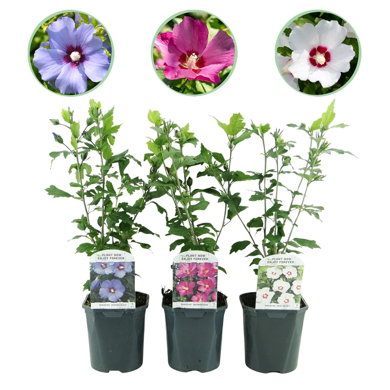 Hibiscus syriacus Tricolour - Blüte Rosa, Weiß und Blau - 3 Pflanzen - Laubabwerfend - Wenig Pflegeaufwand - Topf 17cm Höhe 45cm
