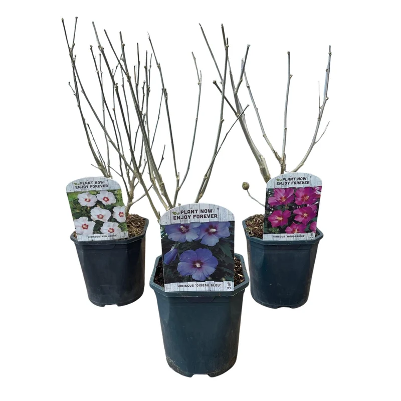 Hibiscus syriacus Tricolour - Blüte Rosa, Weiß und Blau - 3 Pflanzen - Laubabwerfend - Wenig Pflegeaufwand - Topf 17cm Höhe 45cm