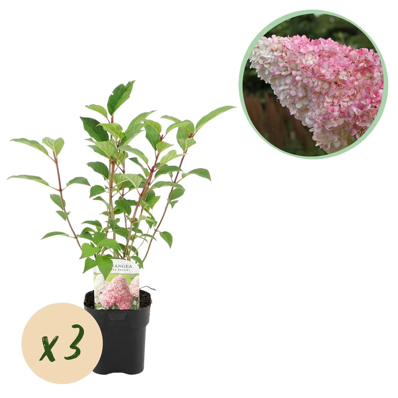 Rispenhortensie - Hydrangea panniculata Vanille Fraise - Blüte Weiß Rosa - 3 Pflanzen 1 m² - Laubabwerfend - Große Blüten - Topf 17cm Höhe 50cm