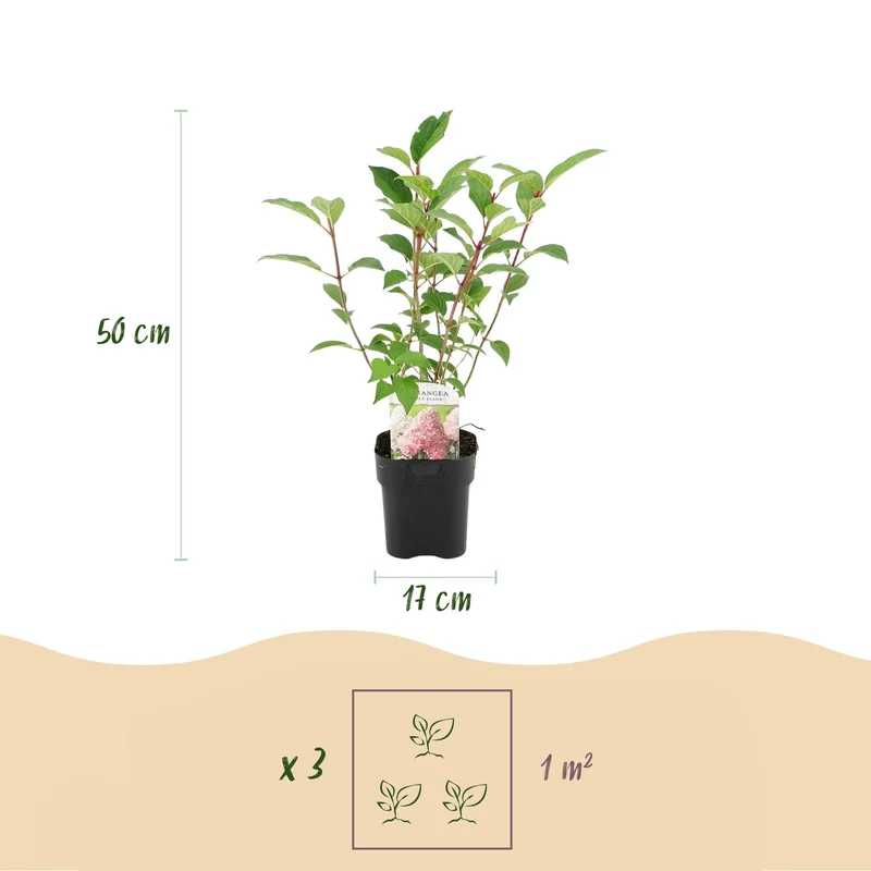 Rispenhortensie - Hydrangea panniculata Vanille Fraise - Blüte Weiß Rosa - 3 Pflanzen 1 m² - Laubabwerfend - Große Blüten - Topf 17cm Höhe 50cm
