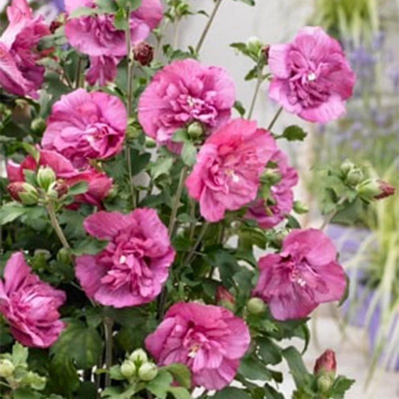 Hibiscus syriacus Magenta Chiffon® - Terrassen Pflanze - Laubabwerfend - Winterhart - Rosa Blüte - Topf 19cm Höhe 90cm
