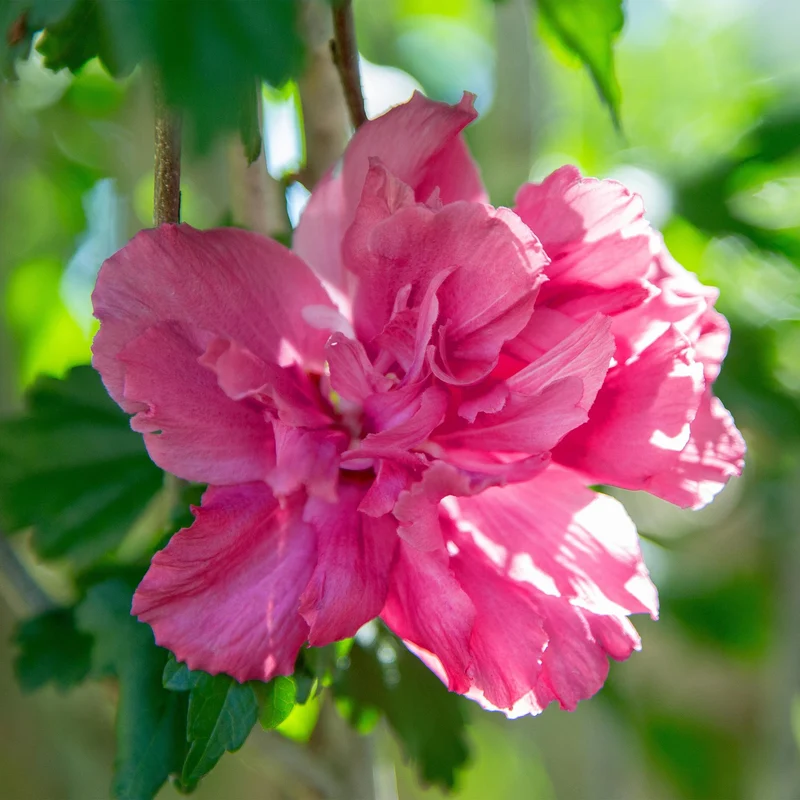 Hibiscus syriacus Magenta Chiffon® - Terrassen Pflanze - Laubabwerfend - Winterhart - Rosa Blüte - Topf 19cm Höhe 90cm