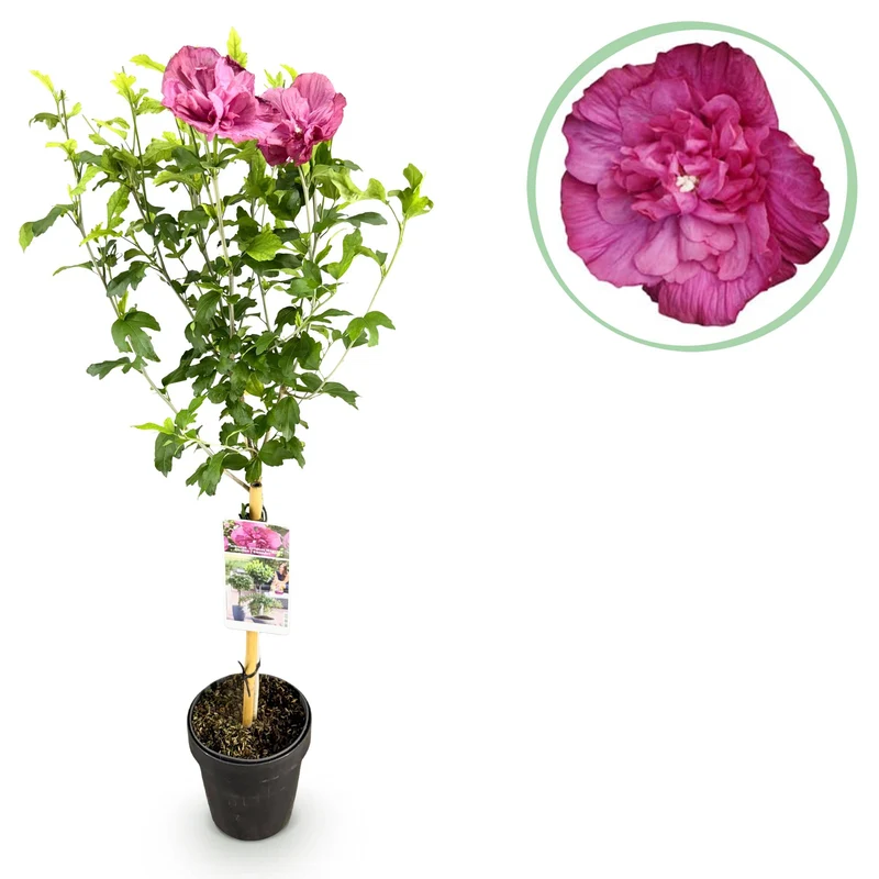 Hibiscus syriacus Magenta Chiffon® - Terrassen Pflanze - Laubabwerfend - Winterhart - Rosa Blüte - Topf 19cm Höhe 90cm