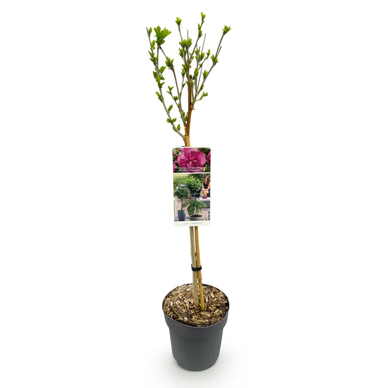 Hibiscus syriacus Magenta Chiffon® - Terrassen Pflanze - Laubabwerfend - Winterhart - Rosa Blüte - Topf 19cm Höhe 90cm