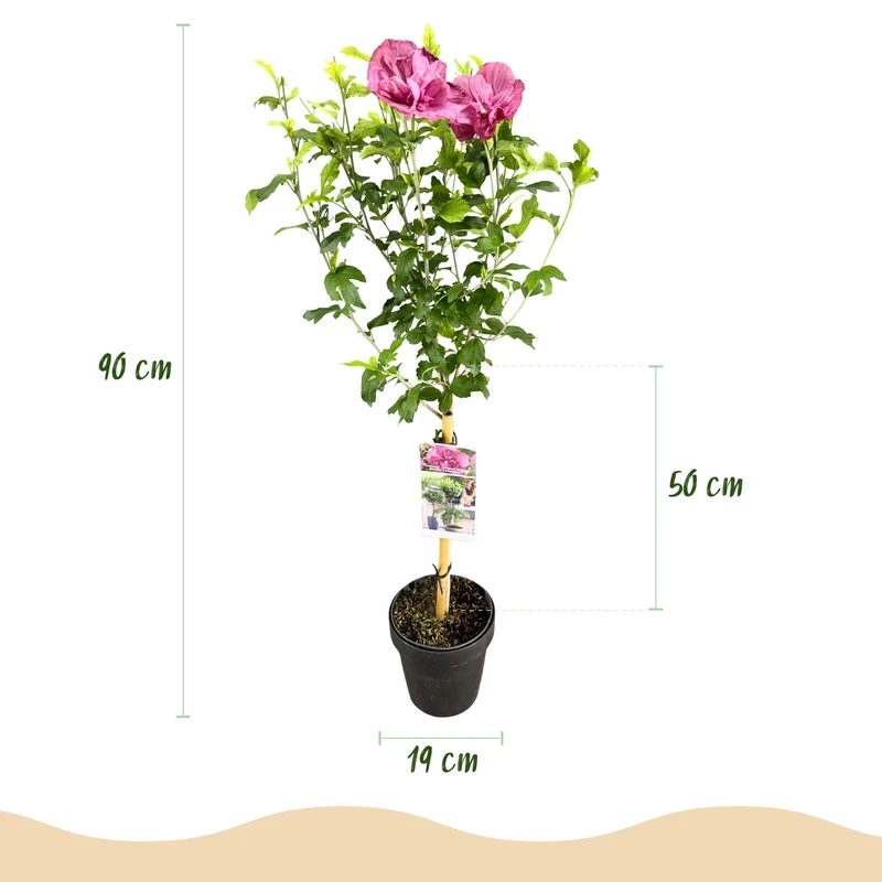 Hibiscus syriacus Magenta Chiffon® - Terrassen Pflanze - Laubabwerfend - Winterhart - Rosa Blüte - Topf 19cm Höhe 90cm