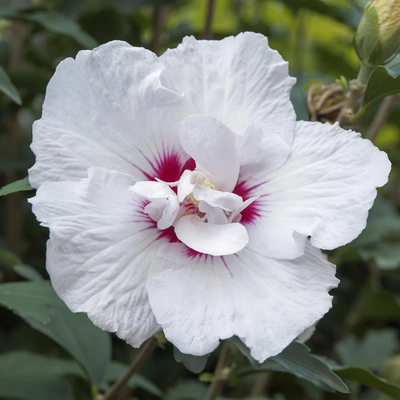 Hibiscus syriacus Starburst Chiffon® - Stamm-Pflanze - Terrassenpflanze - Laubabwerfend - Wenig Pflege - Topf 19cm Höhe 90cm