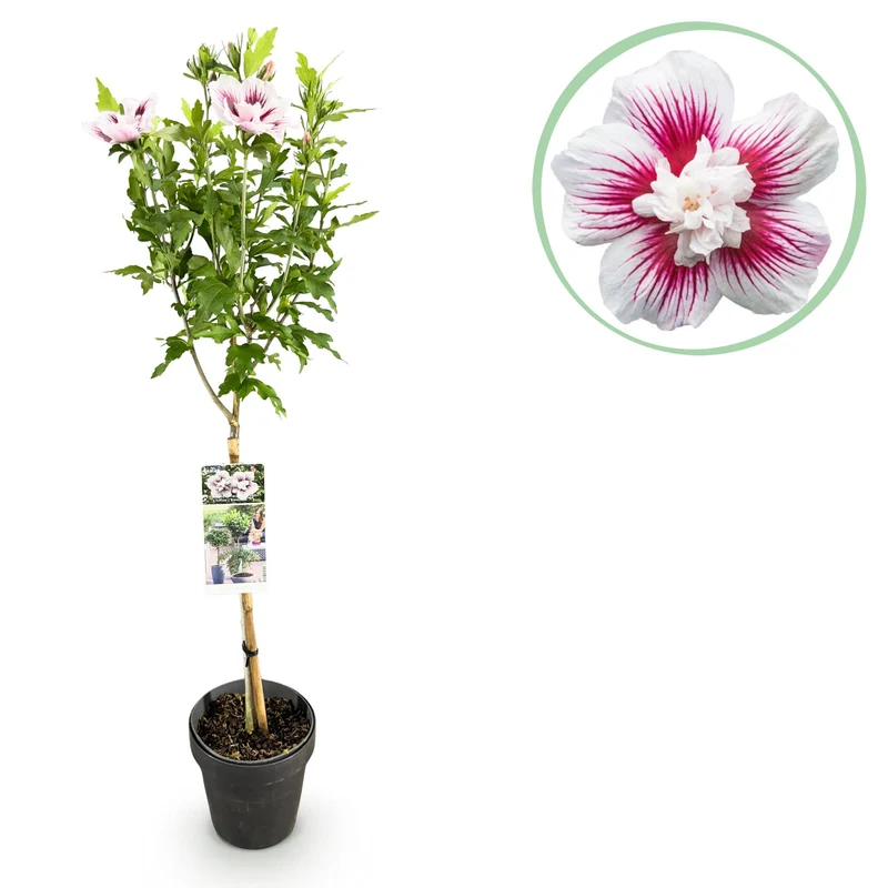 Hibiscus syriacus Starburst Chiffon® - Stamm-Pflanze - Terrassenpflanze - Laubabwerfend - Wenig Pflege - Topf 19cm Höhe 90cm