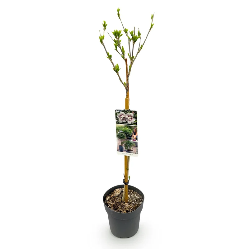 Hibiscus syriacus Starburst Chiffon® - Stamm-Pflanze - Terrassenpflanze - Laubabwerfend - Wenig Pflege - Topf 19cm Höhe 90cm
