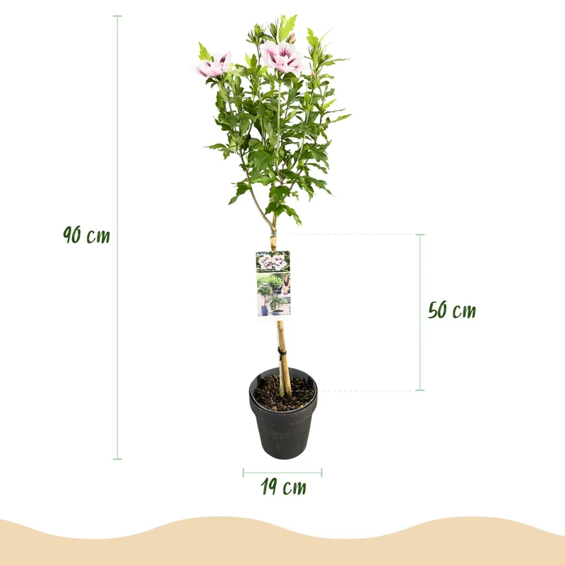 Hibiscus syriacus Starburst Chiffon® - Stamm-Pflanze - Terrassenpflanze - Laubabwerfend - Wenig Pflege - Topf 19cm Höhe 90cm