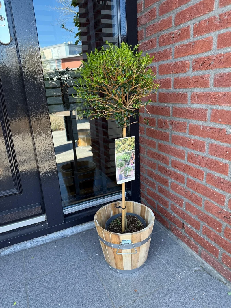 Ligustrum delavayanum - Terrassenpflanze - Immergrün - Winterhart - Grüne Blätter - Topf 19cm Höhe 90cm