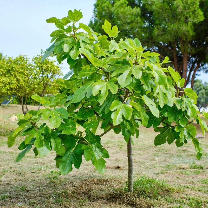 Feigenbaum Ficus carica Brown Turkey - Höhe 90cm