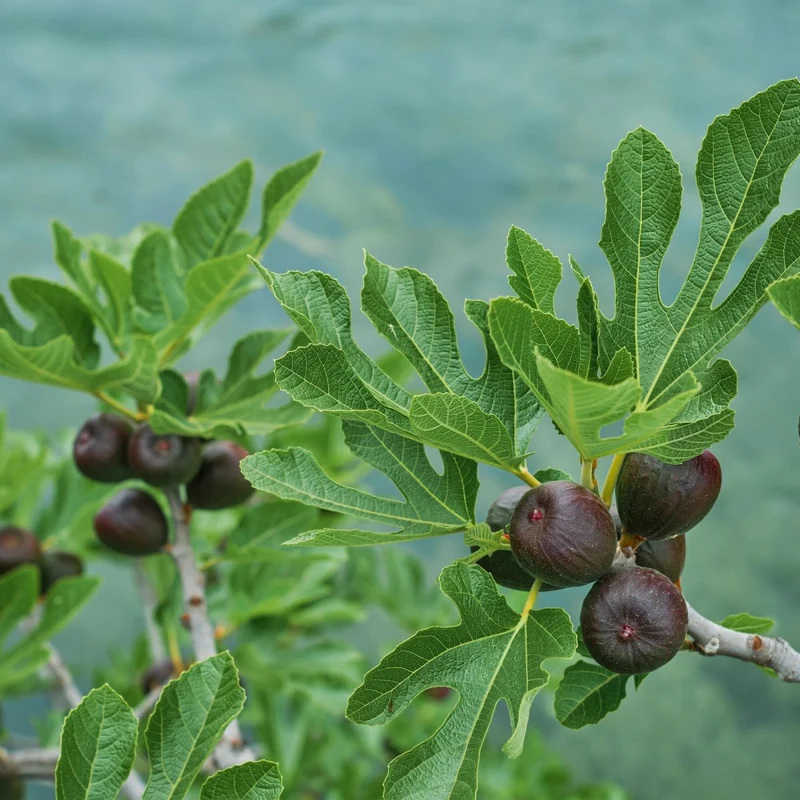 Feigenbaum Ficus carica Brown Turkey - Höhe 90cm