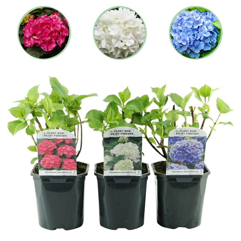 Hydrangea macrophylla Tricolour - Blüte Blau, Rosa und Weiß - 3 Pflanzen - Laubabwerfend - Wenig Pflege - Topf 17cm Höhe 30cm