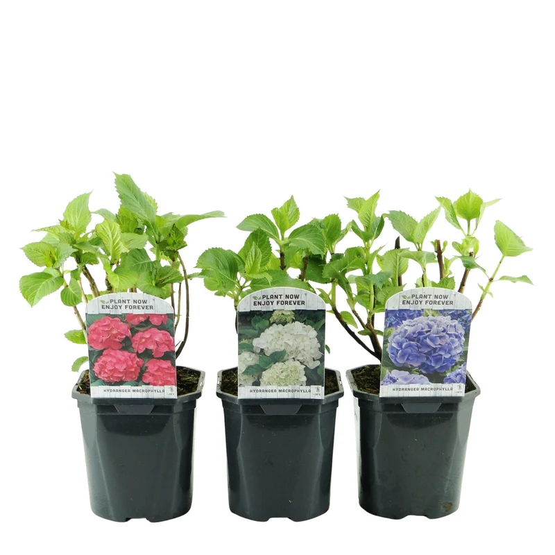 Hydrangea macrophylla Tricolour - Blüte Blau, Rosa und Weiß - 3 Pflanzen - Laubabwerfend - Wenig Pflege - Topf 17cm Höhe 30cm
