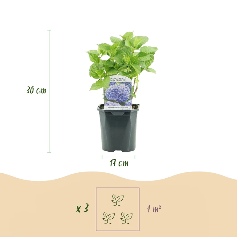 Hydrangea macrophylla Tricolour - Blüte Blau, Rosa und Weiß - 3 Pflanzen - Laubabwerfend - Wenig Pflege - Topf 17cm Höhe 30cm
