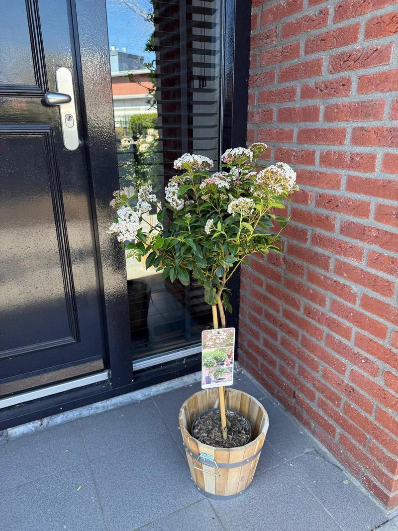 Viburnum tinus - Terrassen Pflanze - Immergrün - Winterhart - Weiß-Rosa Blüte - Topf 19cm Höhe 90cm